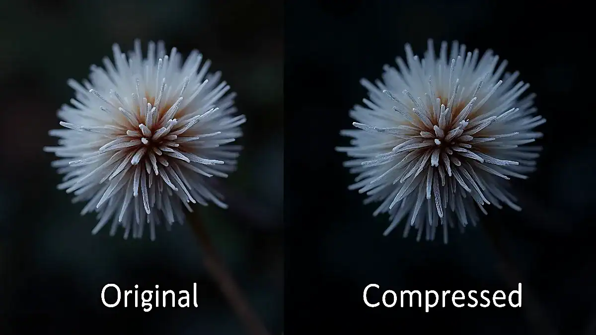 Photo Compressor to 50KB Photo Compressor to 50KB